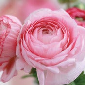 Image of Ranunculus 4 (New)
