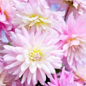 Image of Dahlia (New)