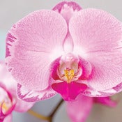 Image of Phalaenopsis Orchid 2