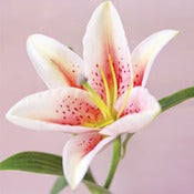 Image of Oriental Lily (New)