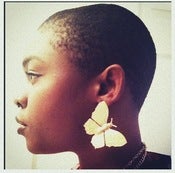 Image of Papillon *back in stock*
