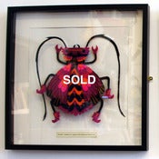 Image of Giant Cavalry Caped Kitchener Beetle
