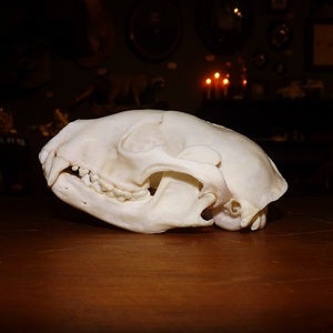Image of Raccoon Skull
