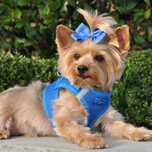 Image of American River Ultra Choke-Free Mesh Dog Harness - Royal Blue
