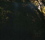 Image of Velnias "Soverign Noclurnal" CD
