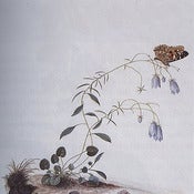 Image of Botanist "I: The Suicide Tree/ II: A Rose From The Dead" CD