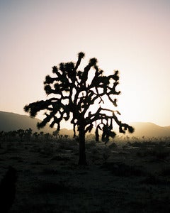 Image of Joshua Tree Sunset - 8x10