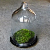 Image of Montmartre glass dome