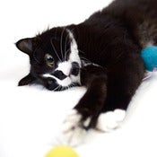 Image of GO!PETDESIGN Flash MeriMice [GP004]