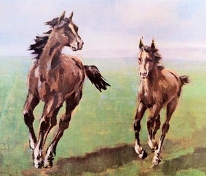 Image of VINTAGE HORSE PICTURE BORDI