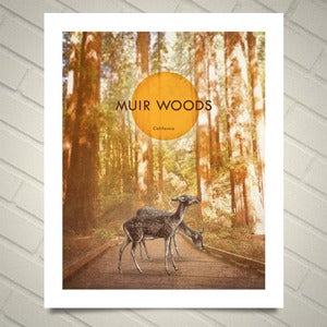 Image of Muir Woods