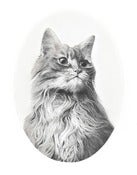 Image of Cat (no.1)