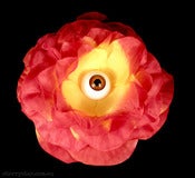 Image of Eye Flower - Orange