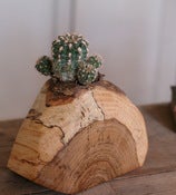 Cactus Pot
