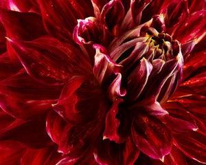 Image of Deep Red Dahlia 