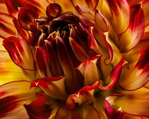 Image of Red / Yellow Dahlia 