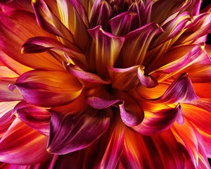 Image of Red /Pink / Yellow Dahlia