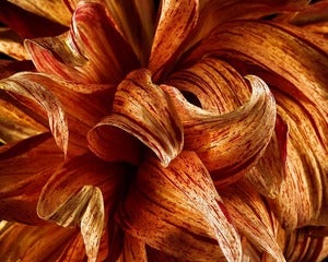 Image of Yellow / Brown Dahlia 