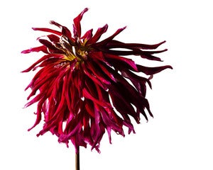Image of Red Dahlia #2