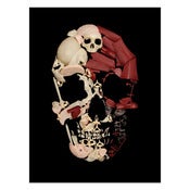 Image of The Visible Skull by Noah Scalin