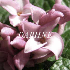 Image of Daphne All-Natural Perfume
