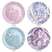 Histology Dessert Plates
