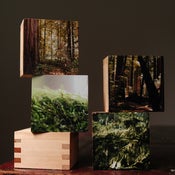 Image of Forrest.  4 blocks & Photographs
