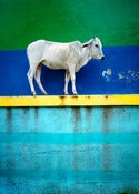Image of Sacred Cow
