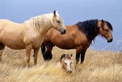 Image of The Horses