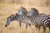 Image of The Zebras