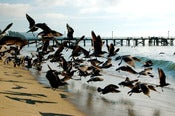 Image of Birds #2