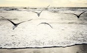 Image of Bird No.2: Santa Monica Beach, CA USA
