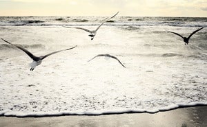 Image of Bird No.2: Santa Monica Beach, CA USA