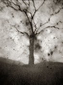 Image of Tree