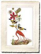 Image of Great Flamingo