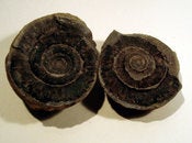 Image of ammonite 001