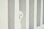 Image of Untitled (cat)