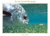 Image of Permit with Crab 18x24