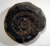 Image of ammonite 003