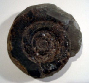 Image of ammonite 003
