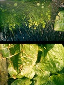 Image of Leaves Dappling -Print