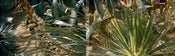 Image of Agave- Print