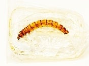 Image of Worm Lollypop