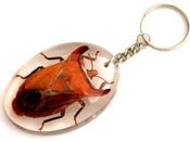 Image of Bug KeyRing SHIELD BUG