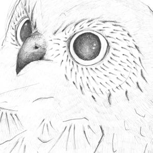 Image of Zine - A folded drawing - Southern Boobook