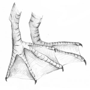 Image of Zine - A folded drawing - Australian Pelican