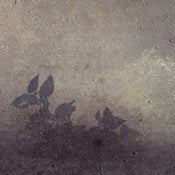 Image of 'Leaves' by d_rradio