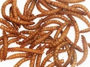 Image of Worm Larvettes