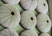 Image of Sea Urchins - 25x25cm