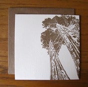 Image of redwoods